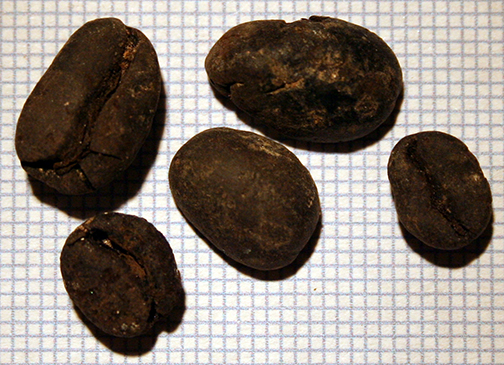 Coffea 2 Fea. 30 320